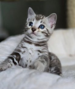 bengal cat for sale maryland