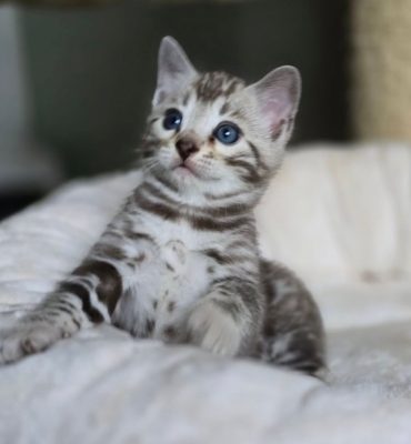 bengal cat for sale maryland