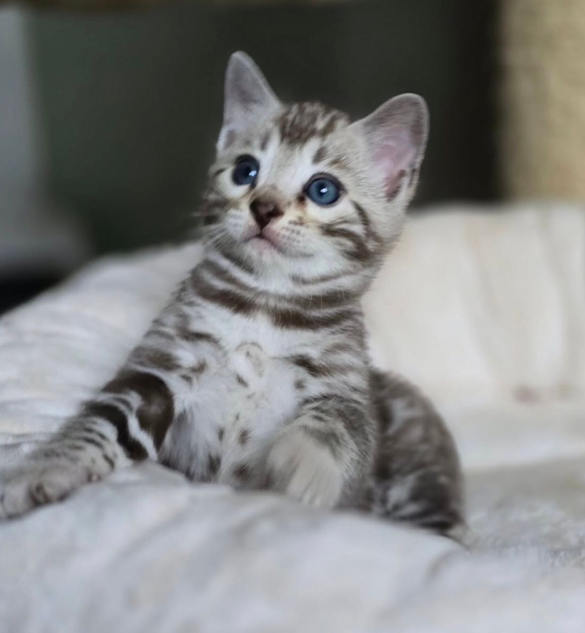 WhatsApp Image 2025-01-10 at 12.17.23 AM bengal cat for sale maryland