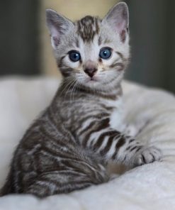 bengal cat for sale maryland