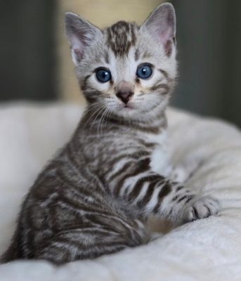 bengal cat for sale maryland