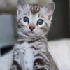 bengal cat for sale maryland