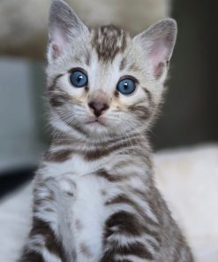 bengal cat for sale maryland