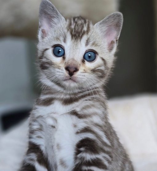 bengal cat for sale maryland