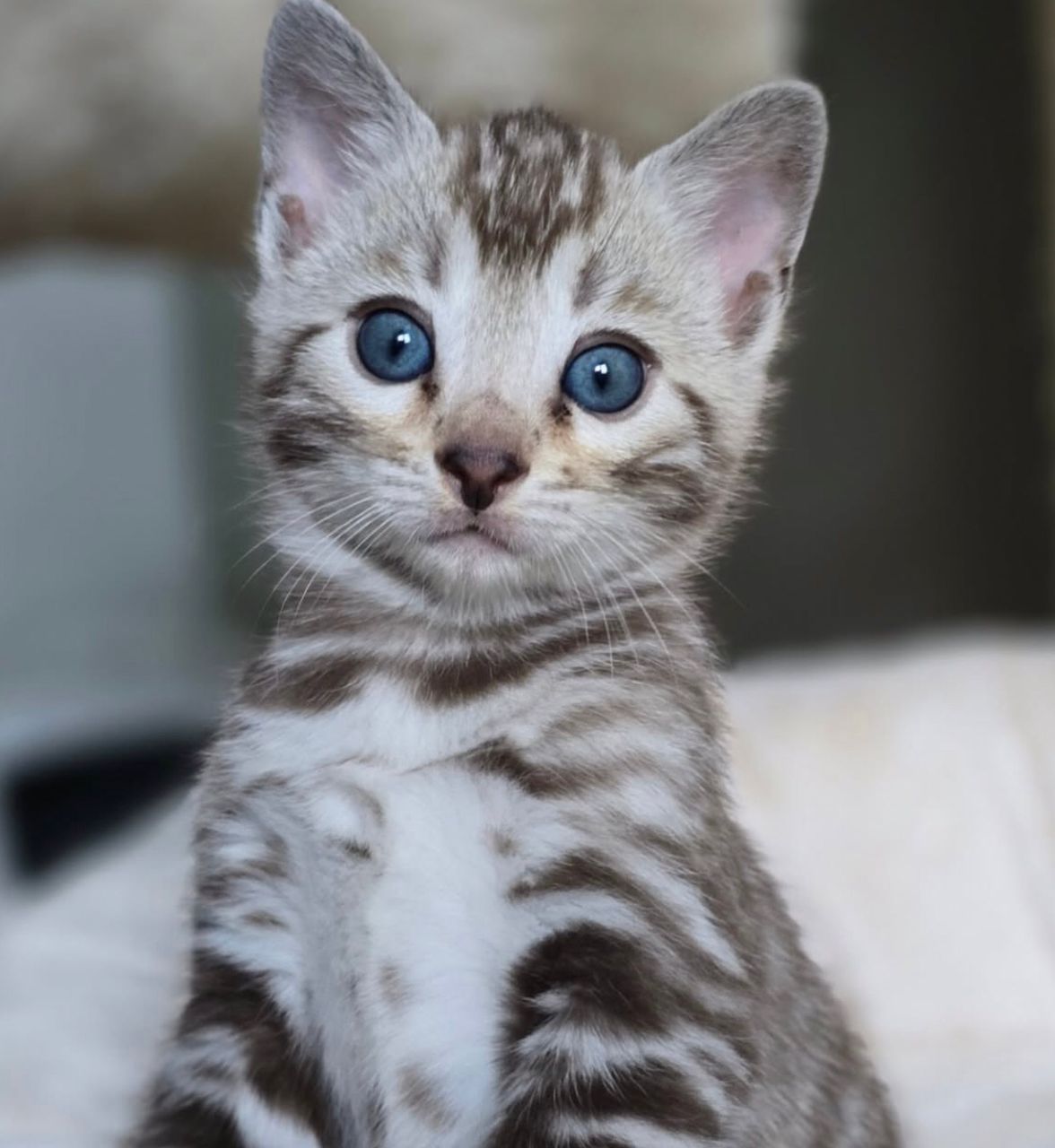 WhatsApp Image 2025-01-10 at 12.17.24 AM(1) bengal cat for sale maryland