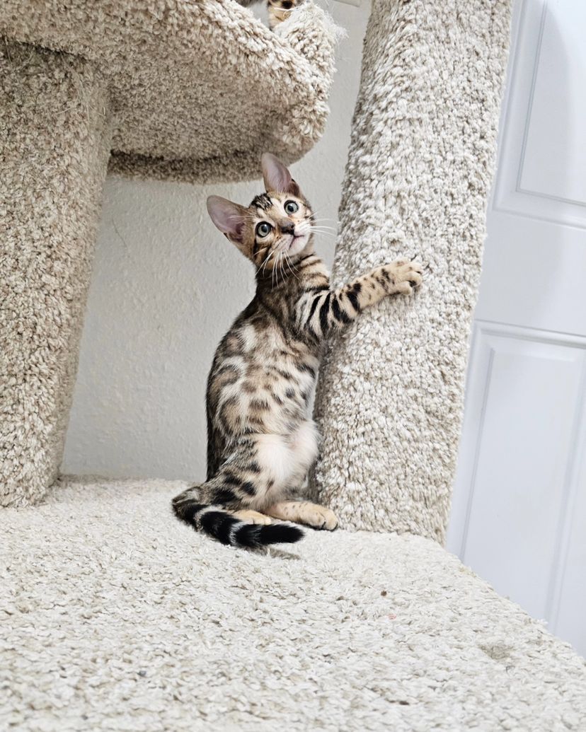 WhatsApp Image 2025-01-10 at 12.18.26 AM