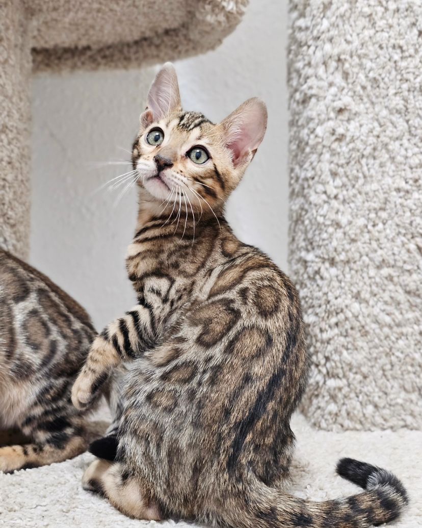 WhatsApp Image 2025-01-10 at 12.18.26 AM(1)