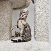midwest bengal cats & kittens plymouth