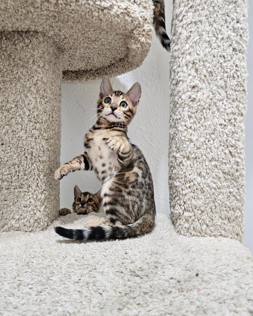 WhatsApp Image 2025-01-10 at 12.18.26 AM(2)