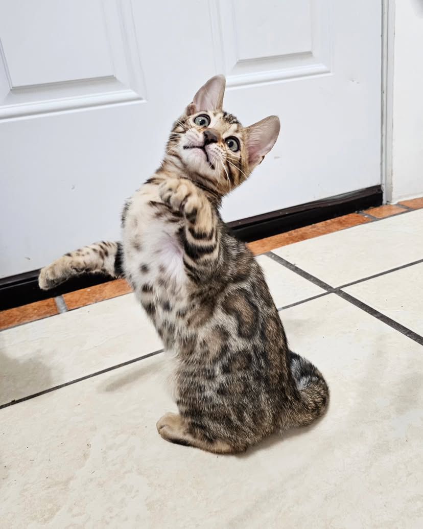 WhatsApp Image 2025-01-10 at 12.18.26 AM(3)