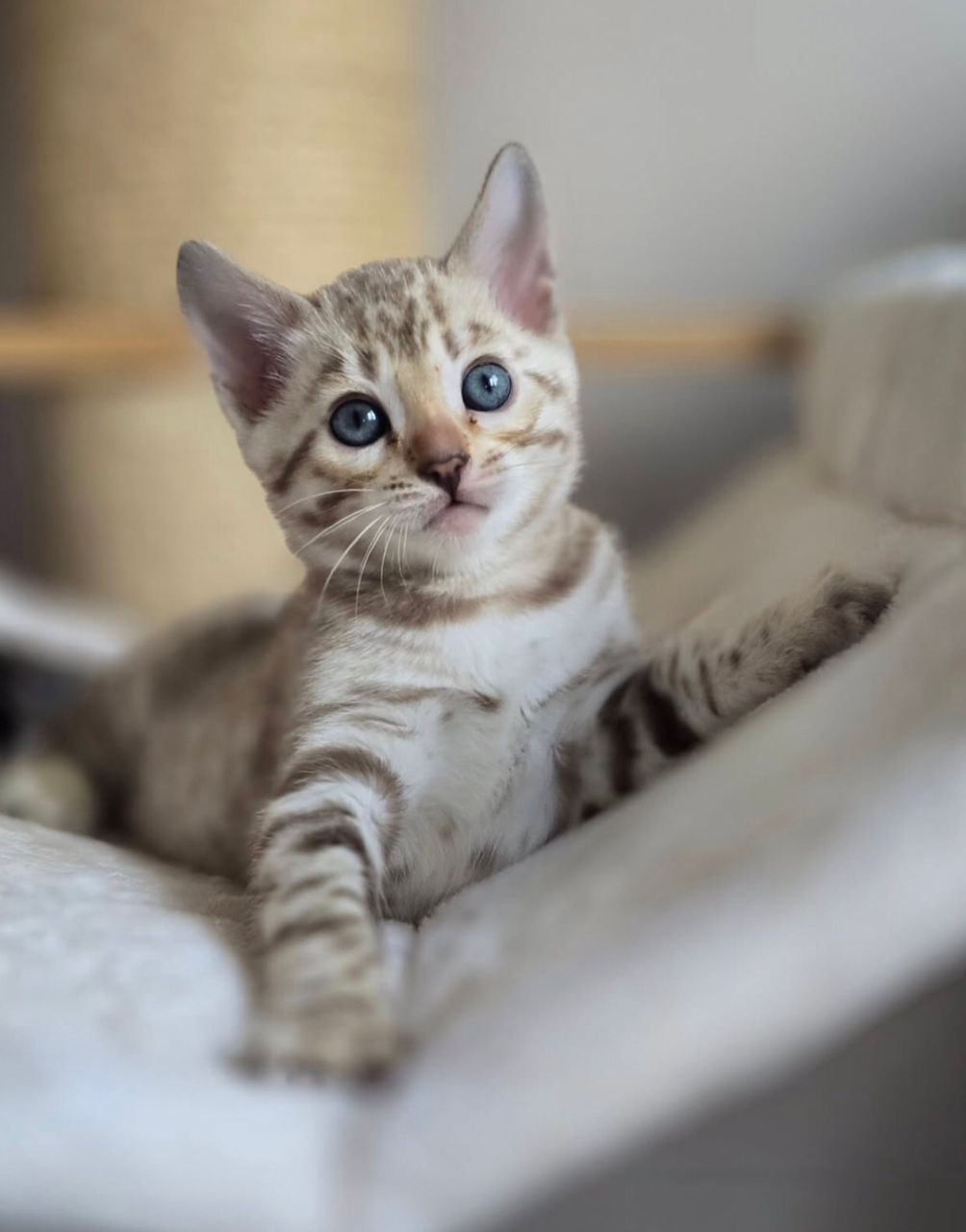 WhatsApp Image 2025-01-10 at 12.19.31 AM