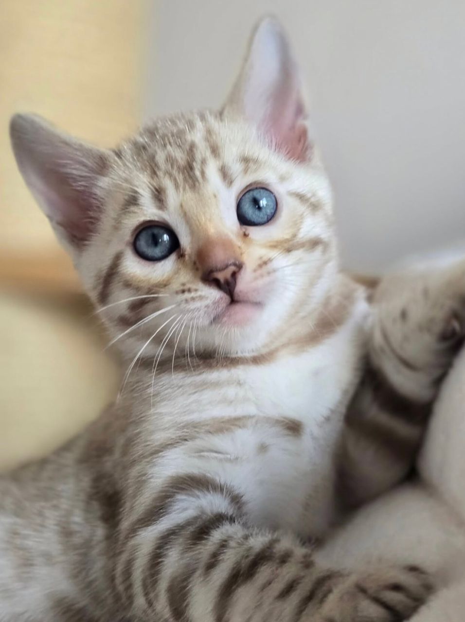 WhatsApp Image 2025-01-10 at 12.19.32 AM