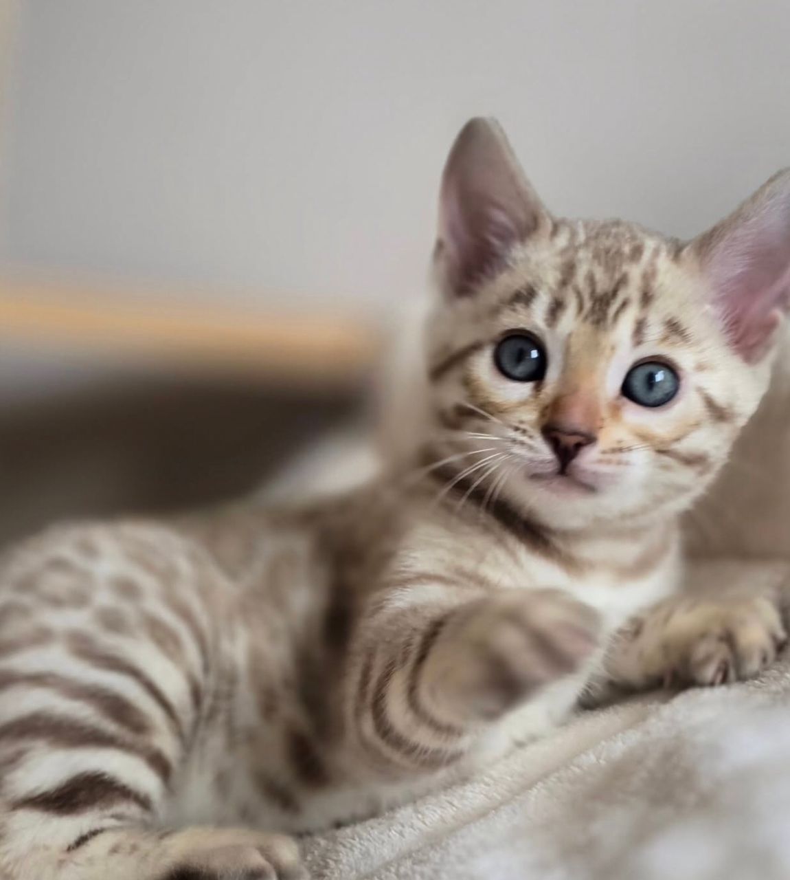 WhatsApp Image 2025-01-10 at 12.19.32 AM(1)