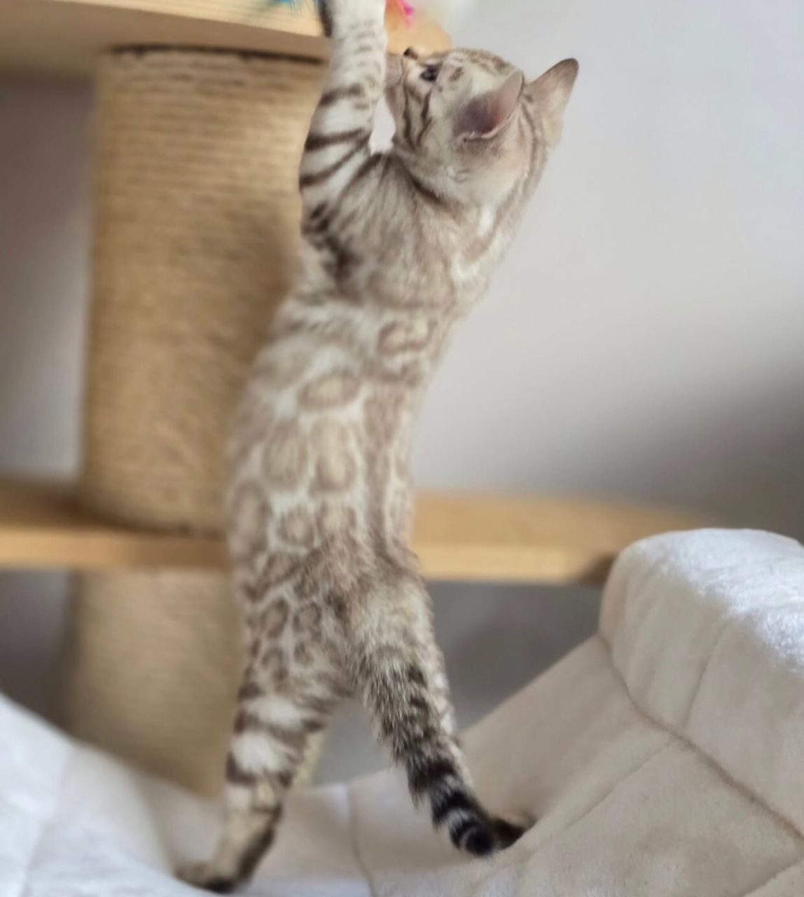 WhatsApp Image 2025-01-10 at 12.19.32 AM(2)