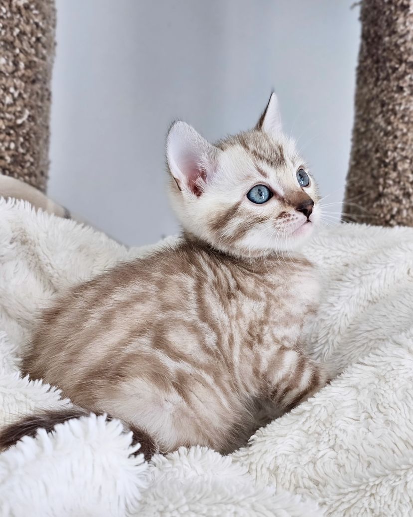 WhatsApp Image 2025-01-10 at 12.20.30 AM(1)