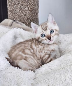 Bengal cats for sale or adoption