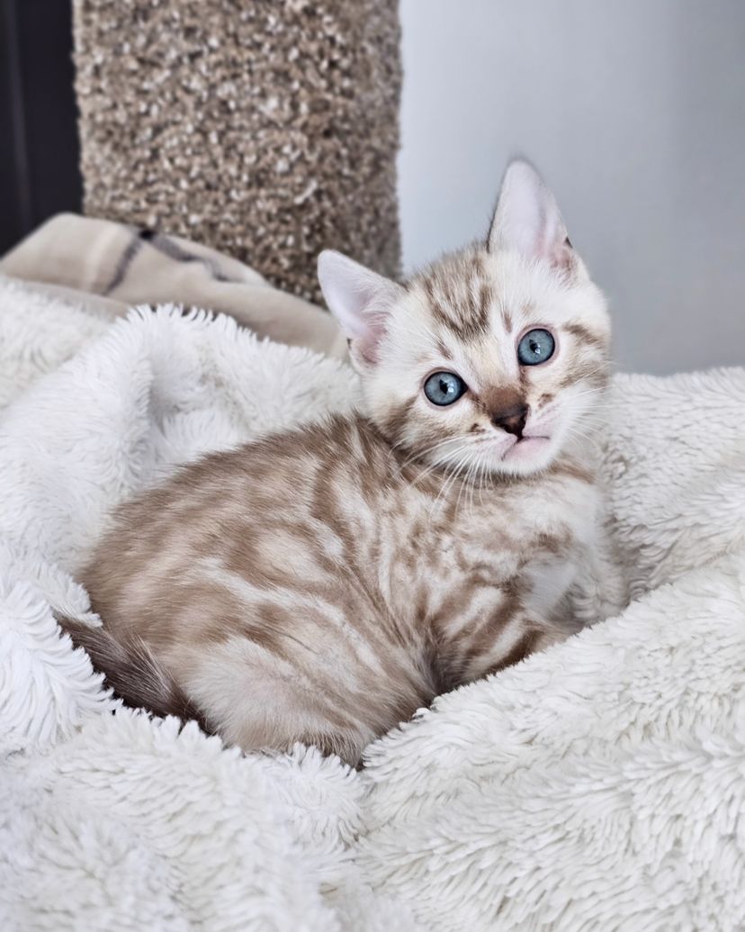 WhatsApp Image 2025-01-10 at 12.20.31 AM Bengal cats for sale or adoption