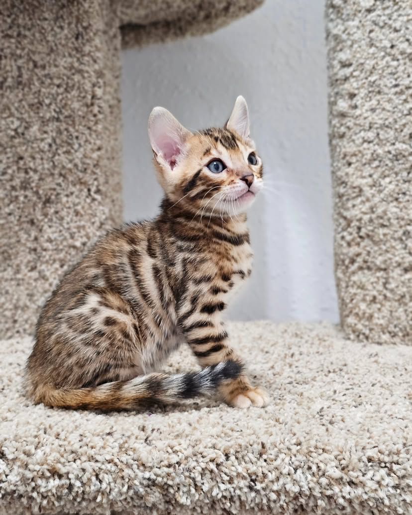 WhatsApp Image 2025-01-10 at 12.21.14 AM