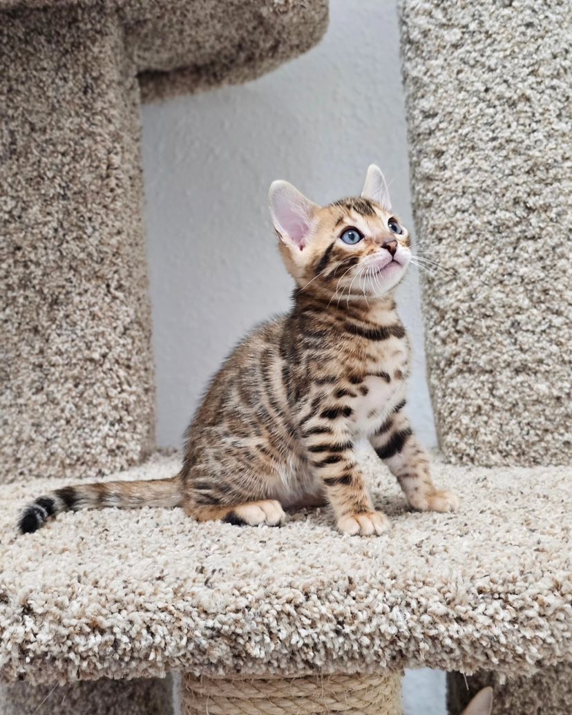 WhatsApp Image 2025-01-10 at 12.21.15 AM