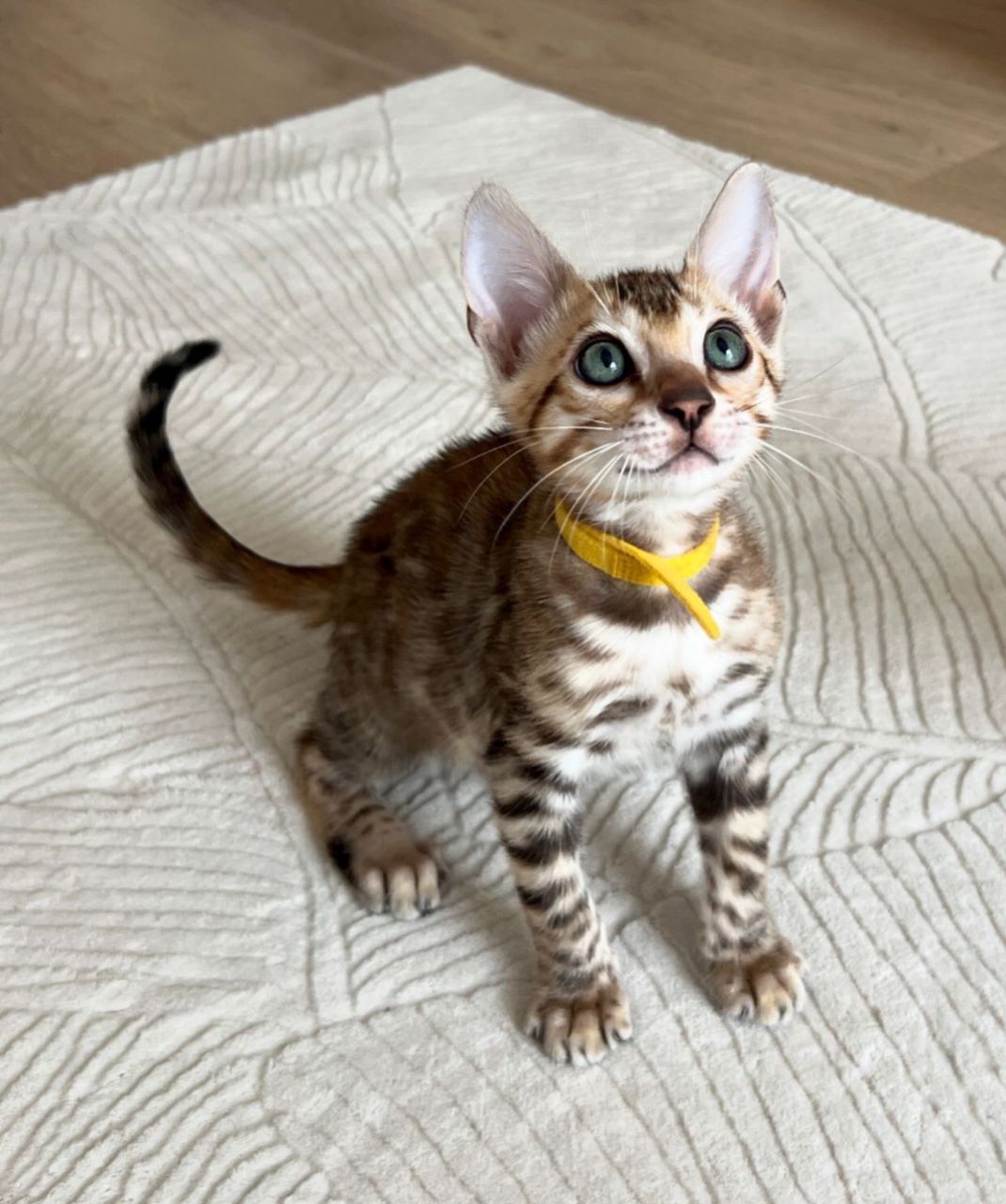 WhatsApp Image 2025-01-10 at 12.21.41 AM