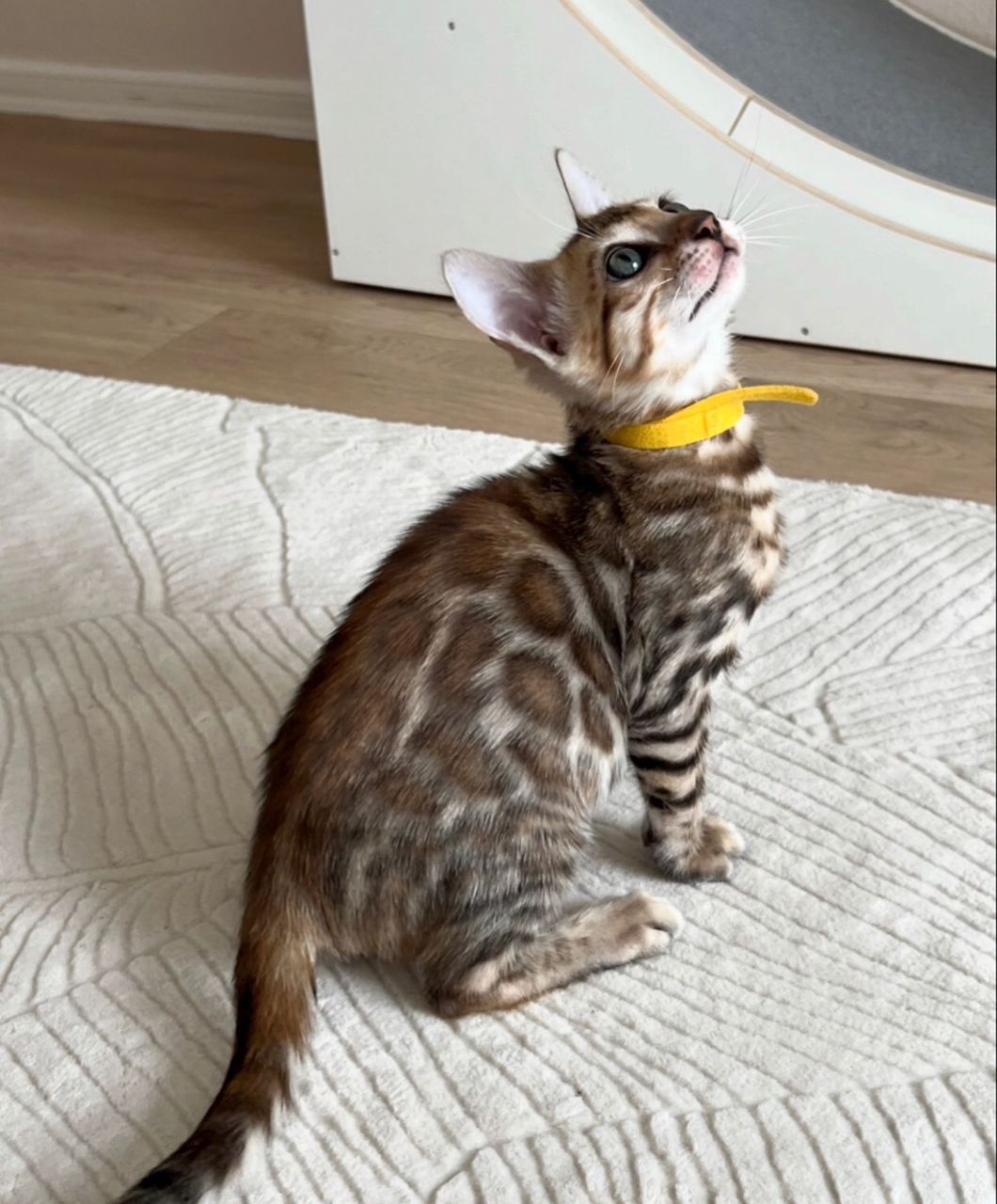 WhatsApp Image 2025-01-10 at 12.21.41 AM(1)