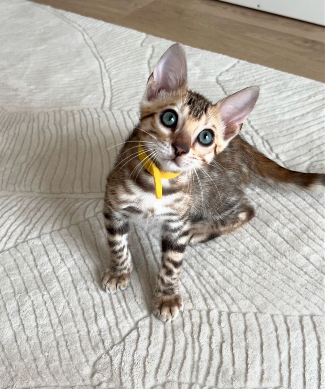 WhatsApp Image 2025-01-10 at 12.21.42 AM