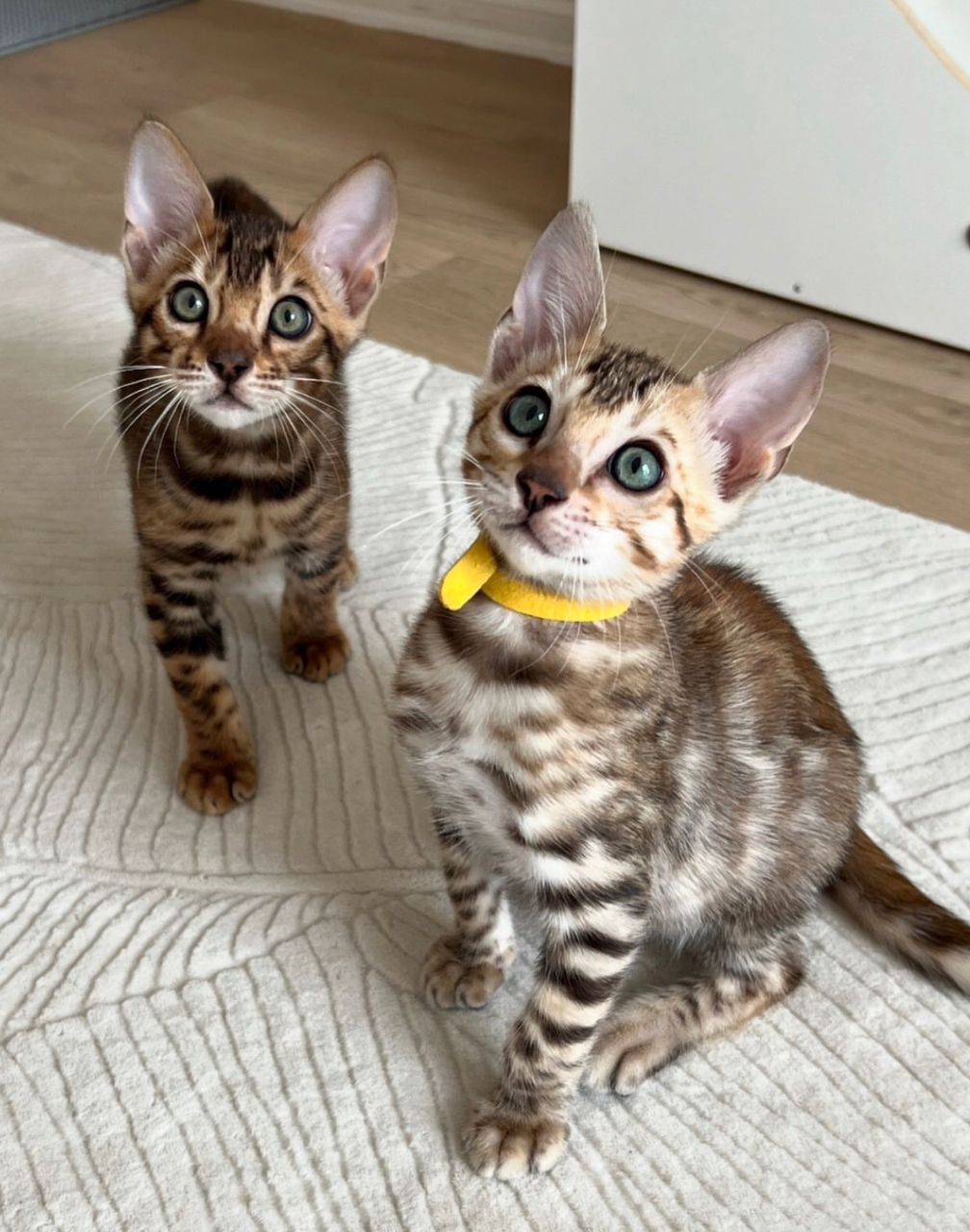 WhatsApp Image 2025-01-10 at 12.22.36 AM