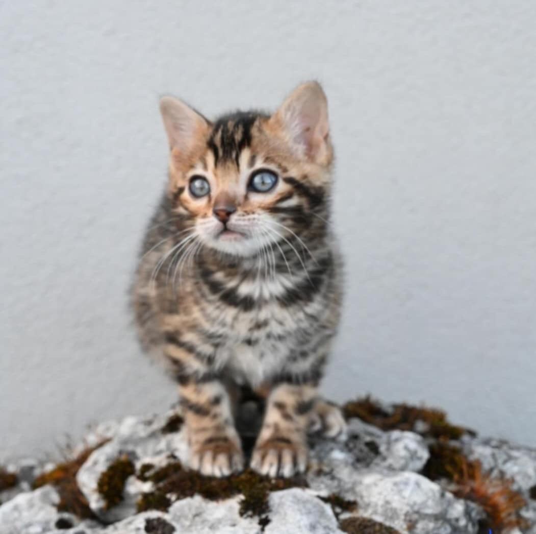 WhatsApp Image 2025-01-10 at 12.23.17 AM(1)