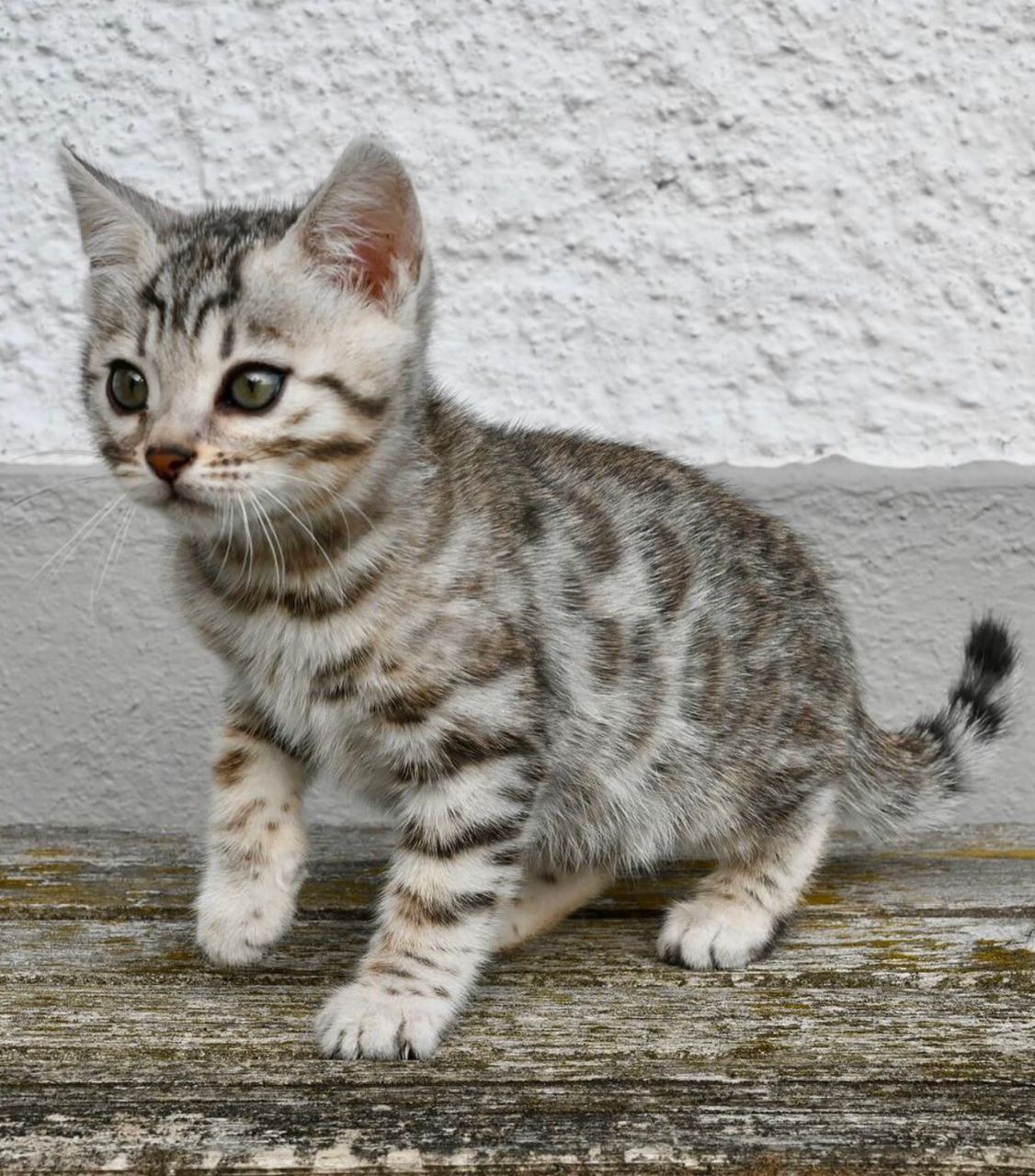 WhatsApp Image 2025-01-10 at 12.24.03 AM