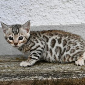 bengal cat veterinary care near me