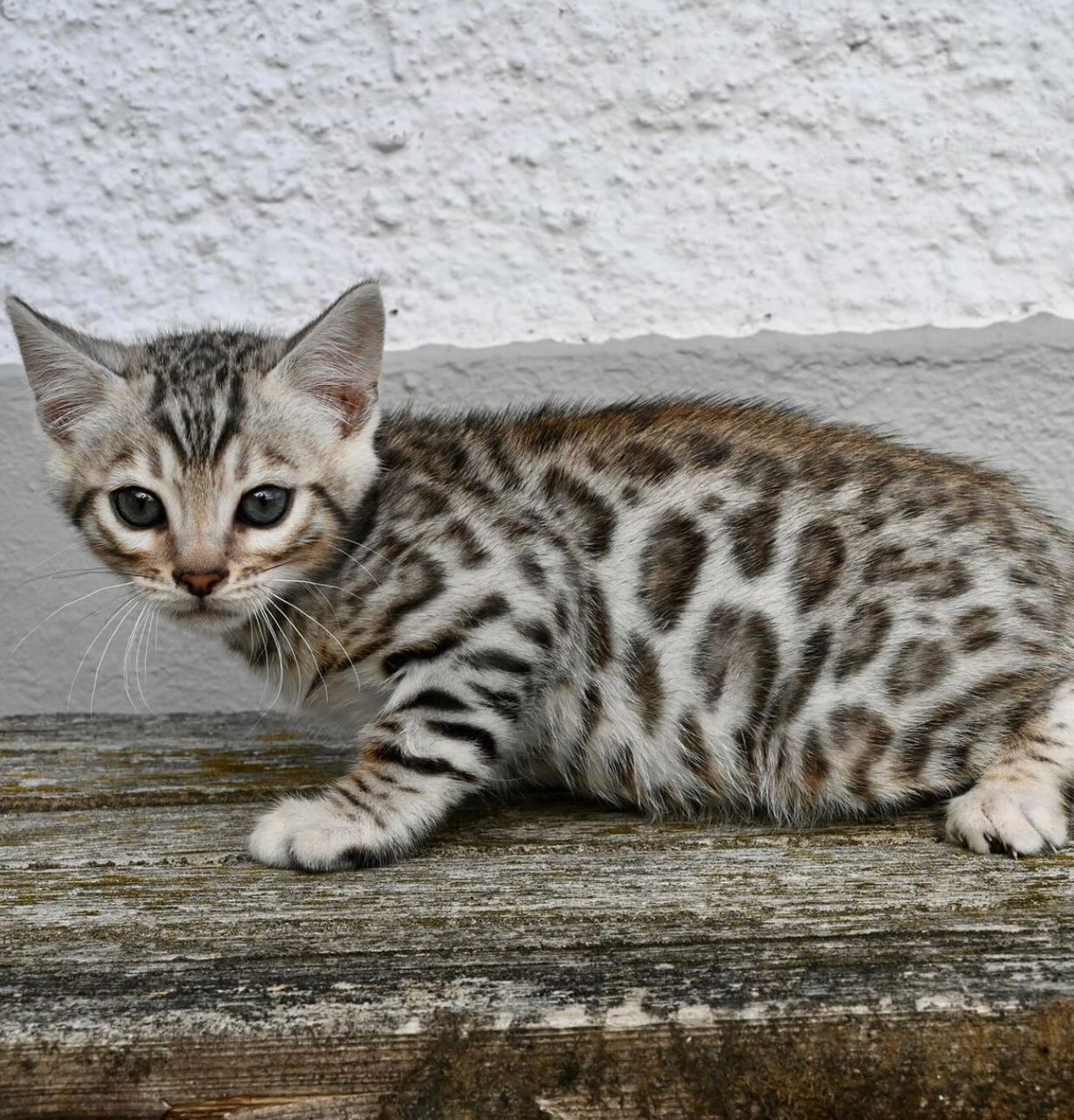 WhatsApp Image 2025-01-10 at 12.24.03 AM(1)