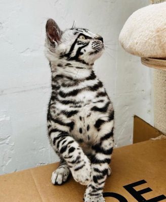 white bengal kittens for sale