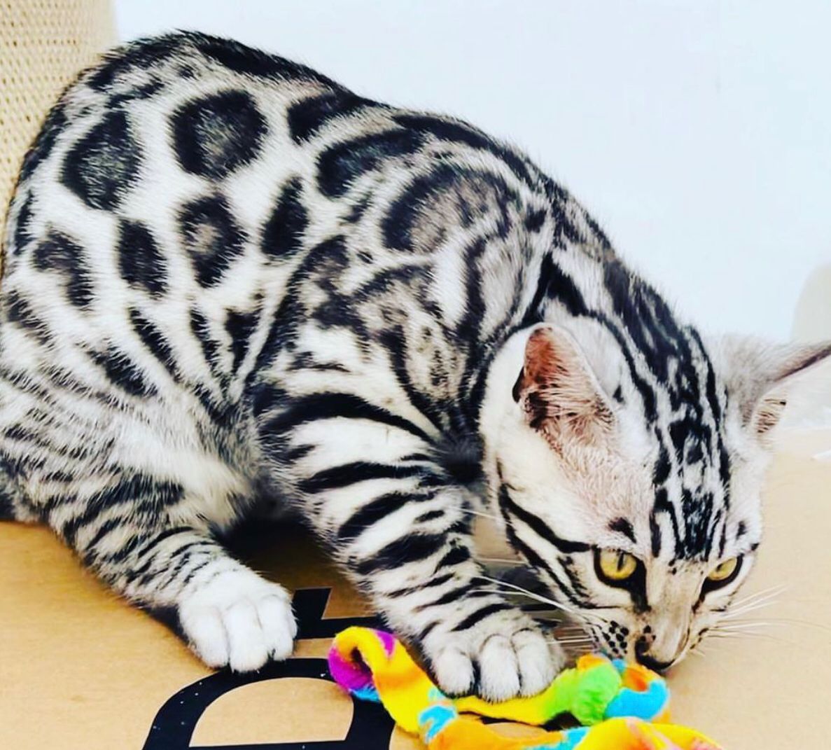 WhatsApp Image 2025-01-10 at 12.24.48 AM(2)