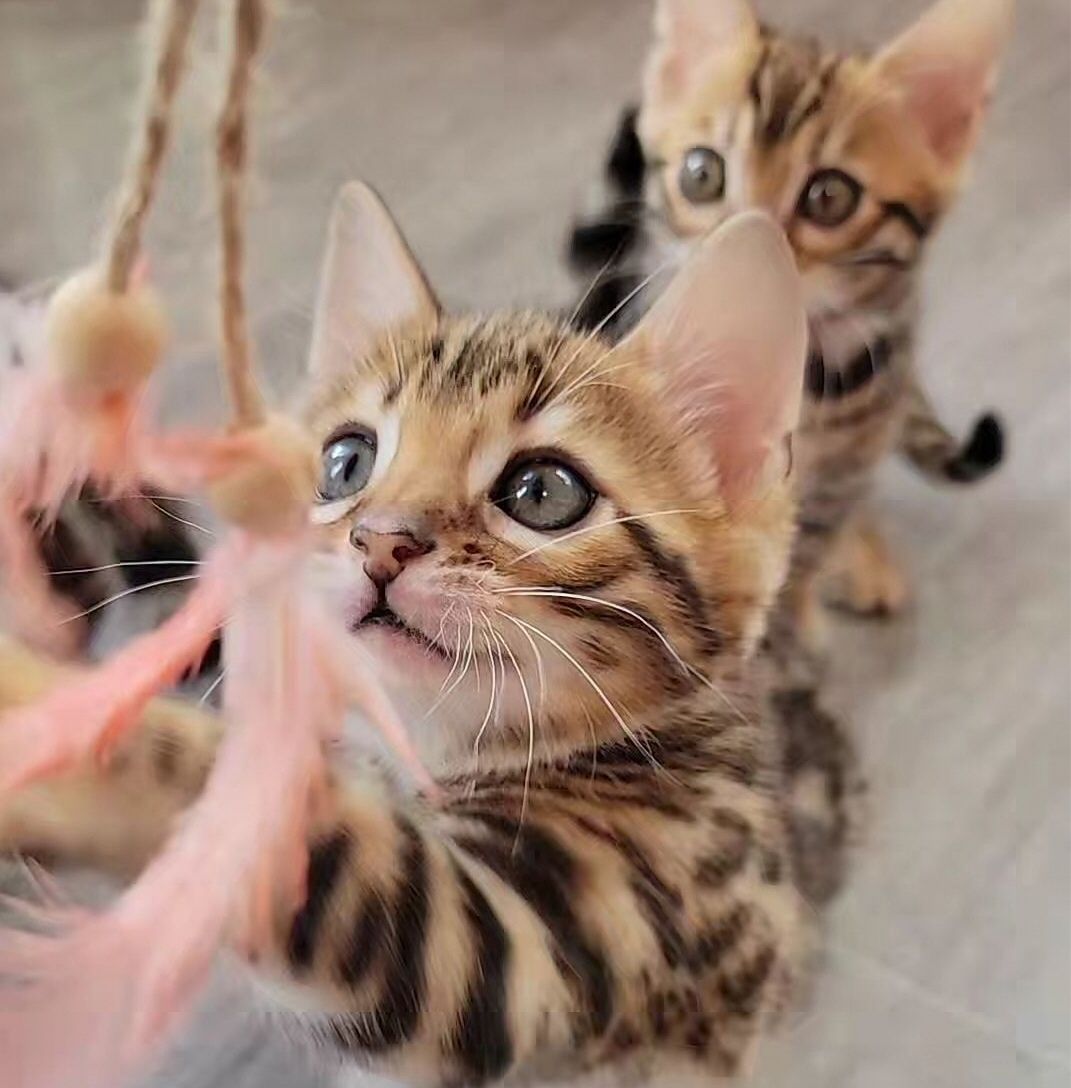 WhatsApp Image 2025-01-10 at 12.25.35 AM