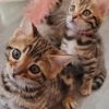 word russian blue x bengal kittens for sale