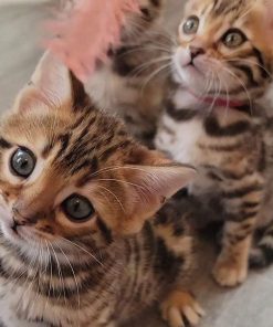 word russian blue x bengal kittens for sale