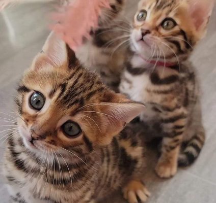 BENGAL KITTEN GRAY
