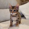 bengal kittens for sale nc