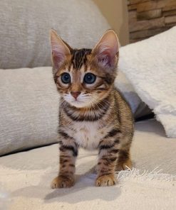 bengal kittens for sale nc