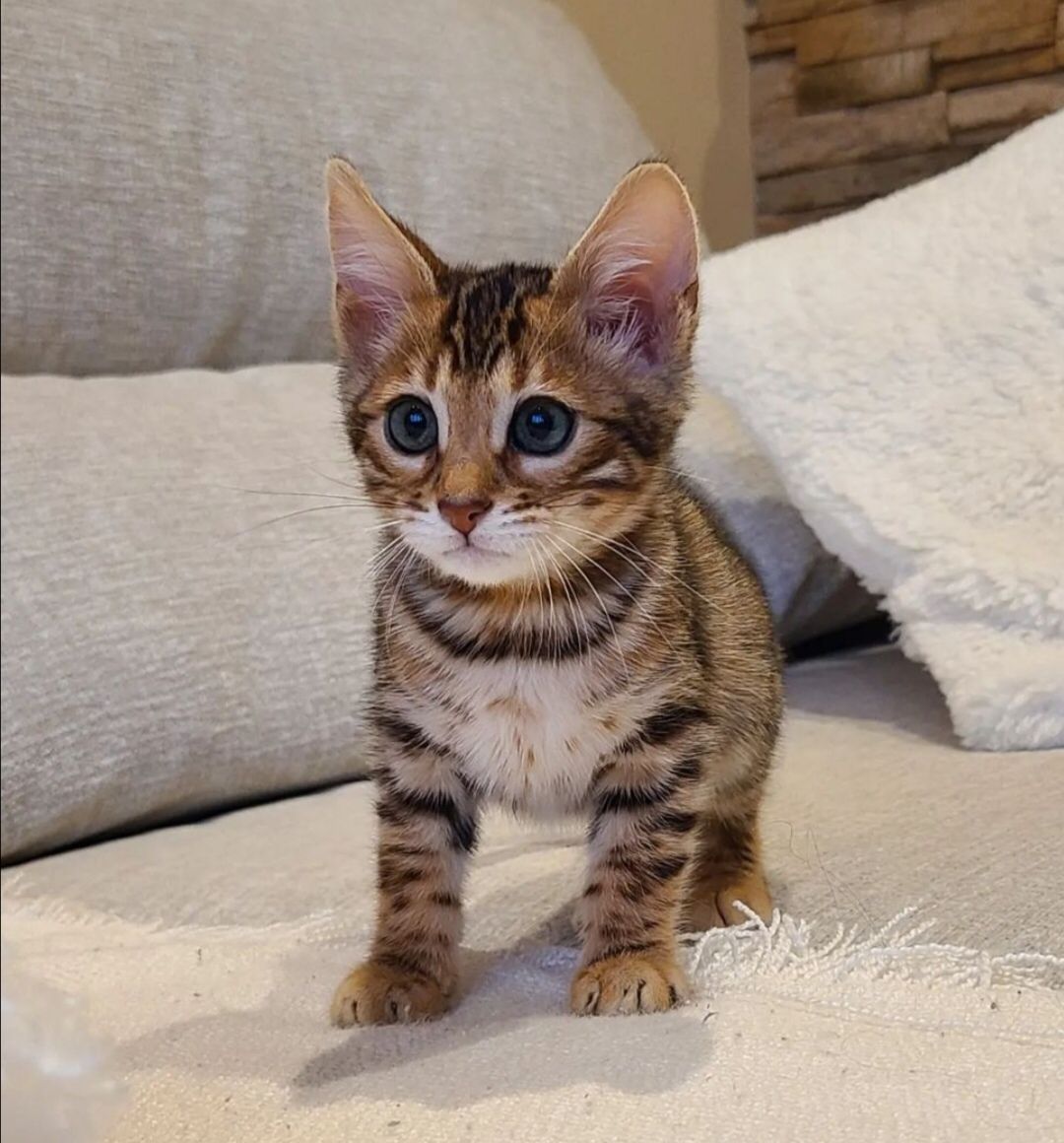 WhatsApp Image 2025-01-10 at 12.26.26 AM bengal kittens for sale nc