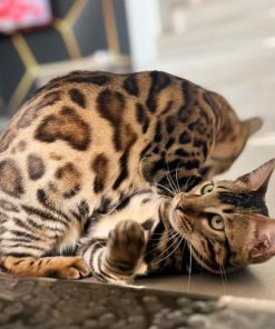 Bengal kittens for sale Midwest
