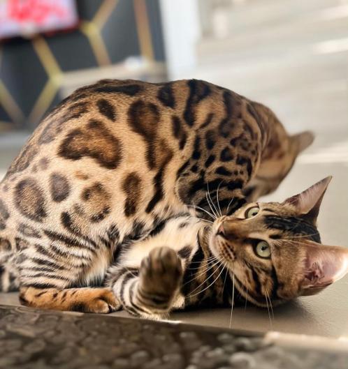 WhatsApp Image 2025-01-13 at 1.02.04 AM Bengal kittens for sale Midwest