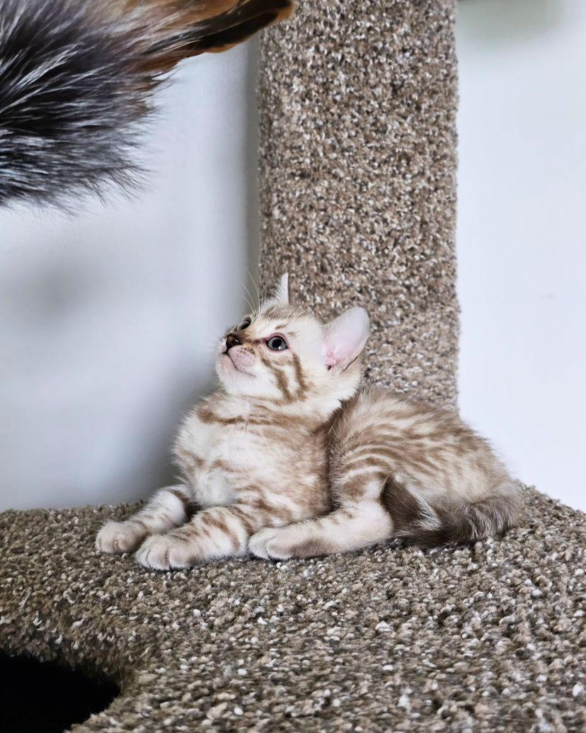 WhatsApp Image 2025-01-13 at 1.12.34 AM