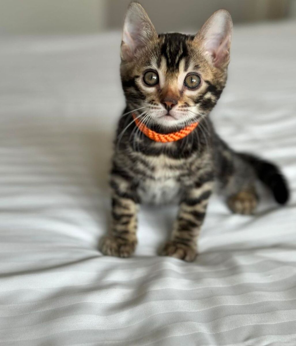 WhatsApp Image 2025-01-18 at 1.28.21 PM