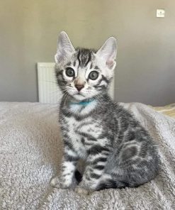 bengal kittens for sale female