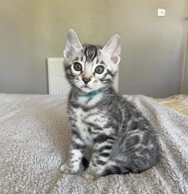 bengal kittens for sale female