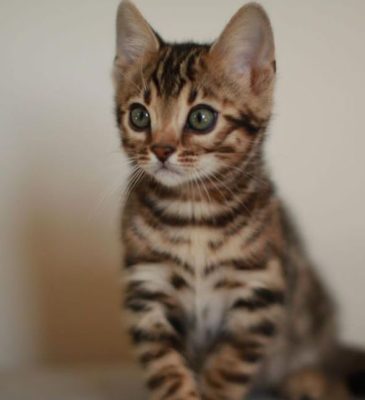 bengal kittens for sale uk