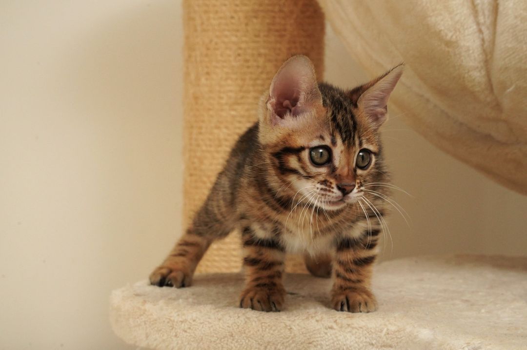 WhatsApp Image 2025-01-18 at 1.30.25 PM