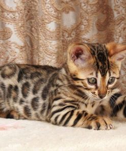 Bengal kittens for sale Midwest