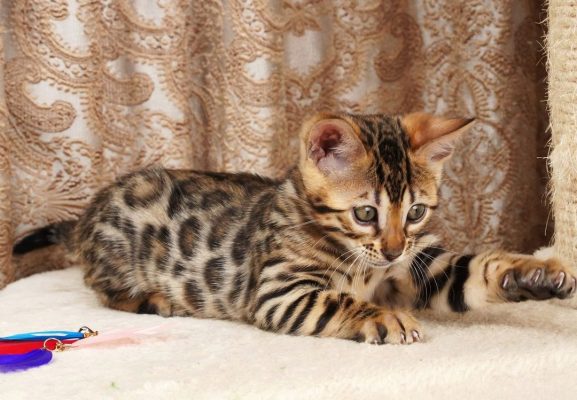  Bengal kittens for sale Midwest